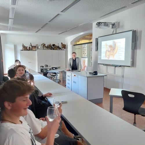 Geschlechtsorgane 