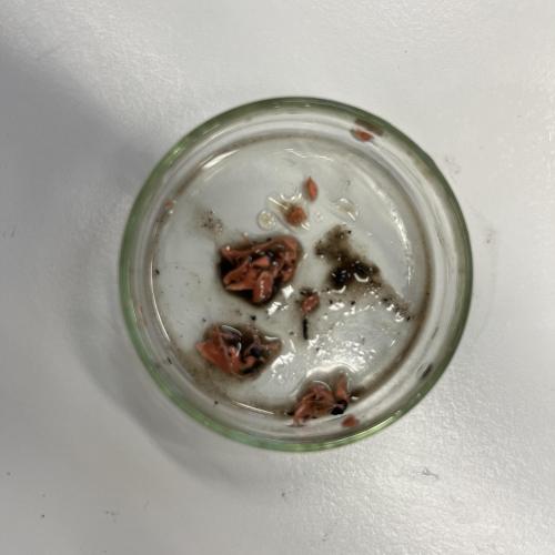 Plastik5